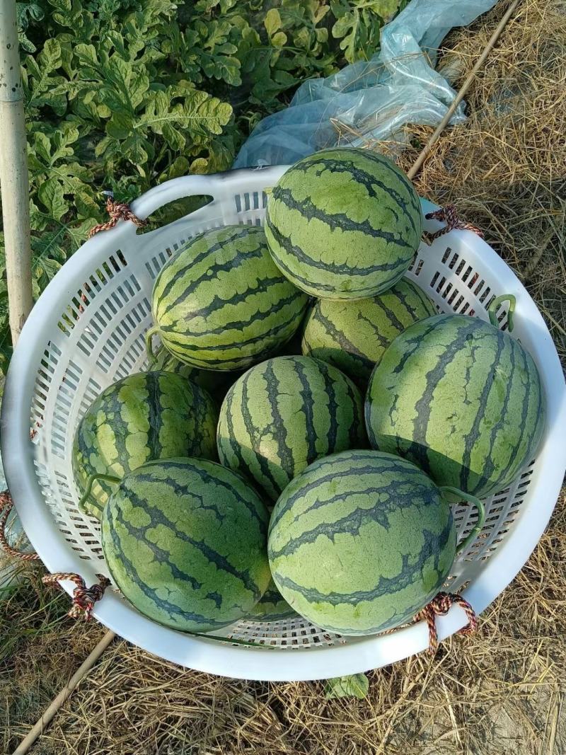 麒麟西瓜