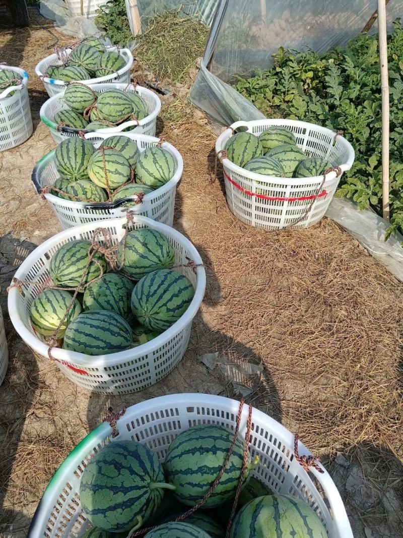 麒麟西瓜