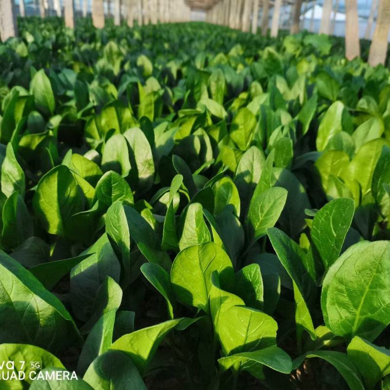 安阳大叶菠菜大量上市，各种叶菜，产地直发欢迎选购量大从优