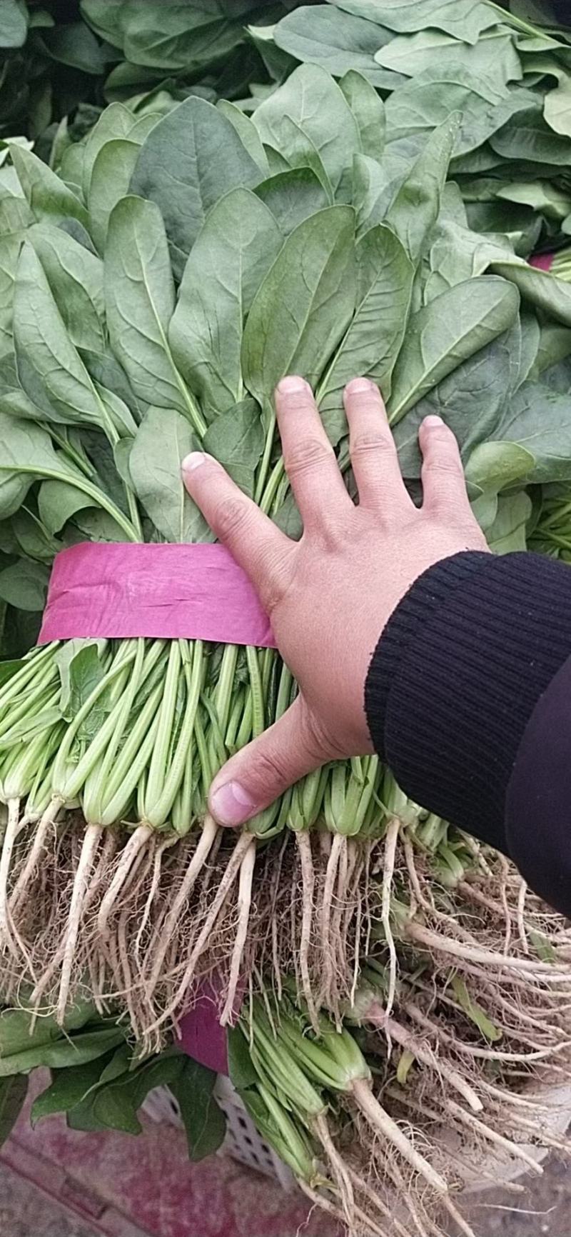 安阳大叶菠菜大量上市，各种叶菜，产地直发欢迎选购量大从优