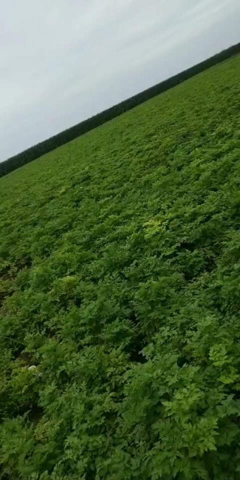 川芎大货