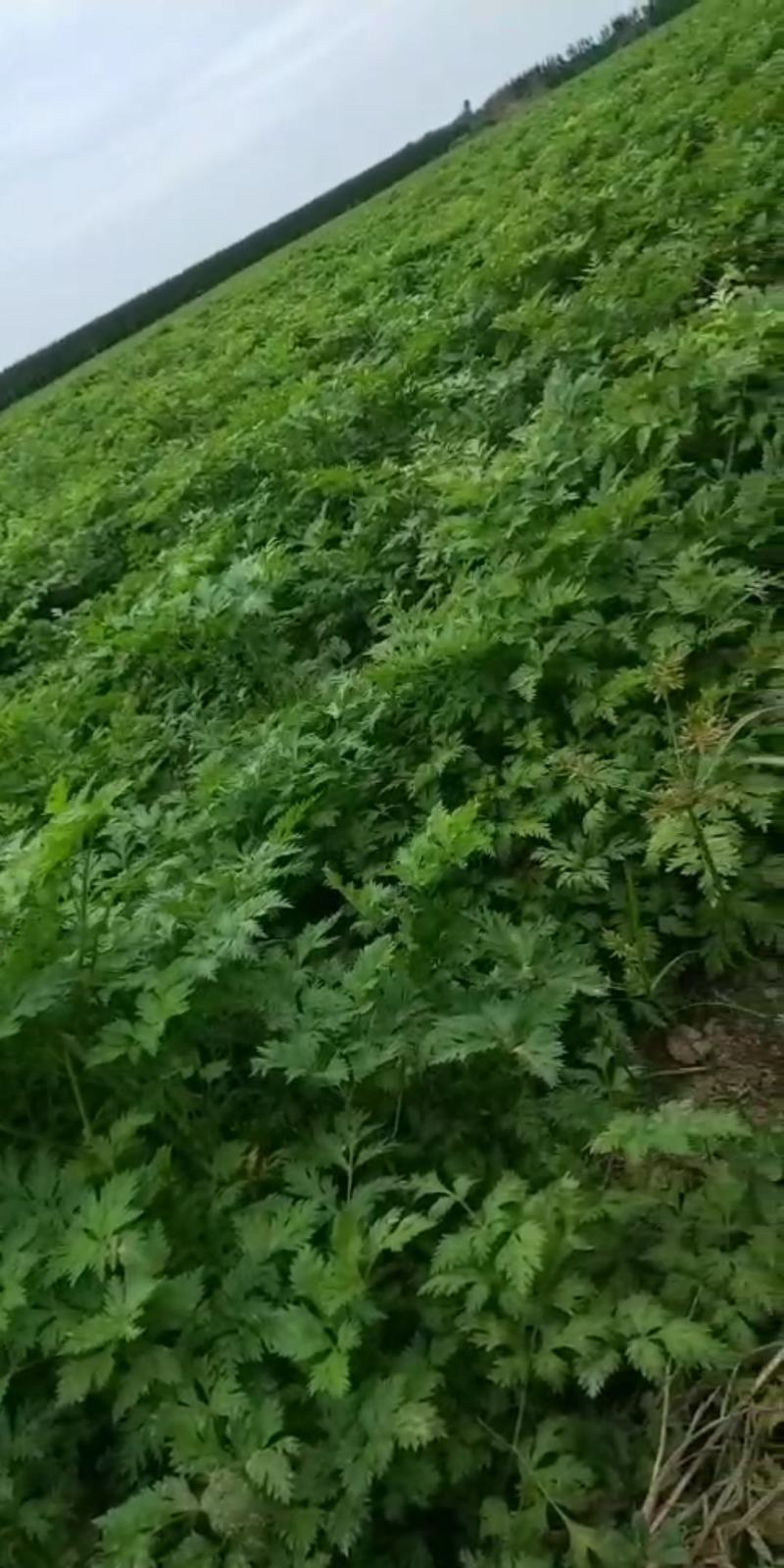 川芎大货