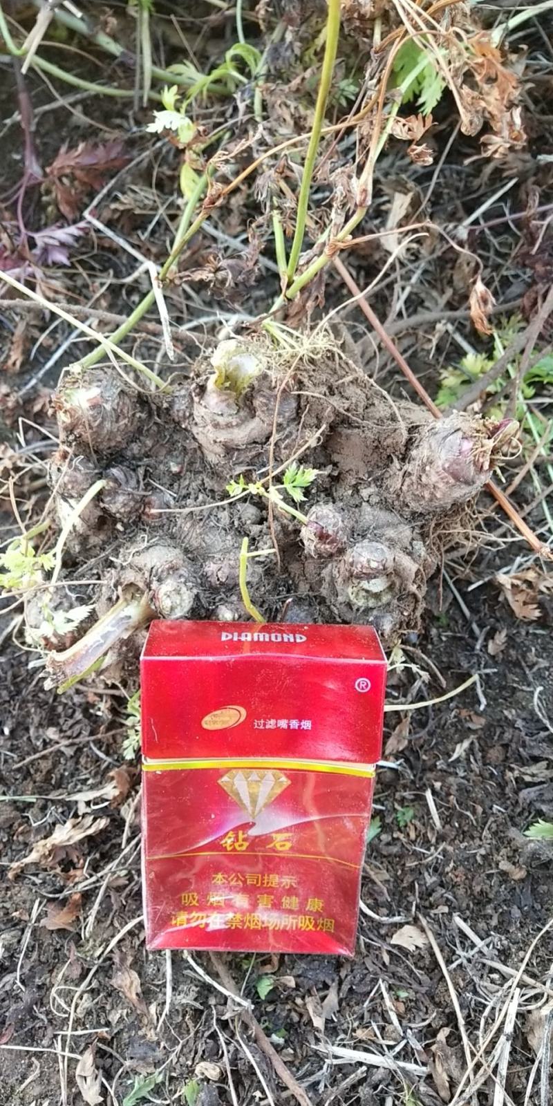 川芎大货