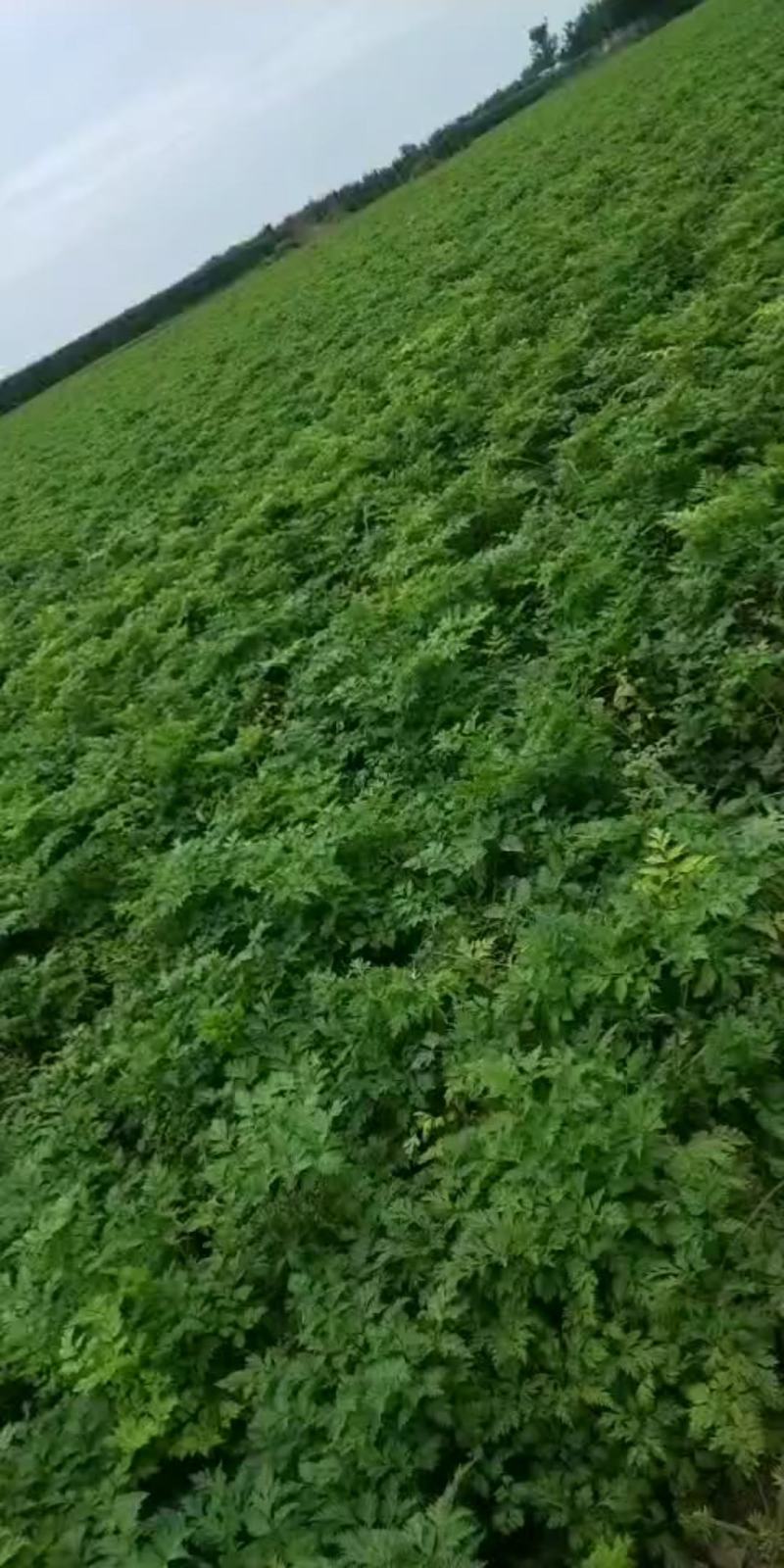 川芎大货