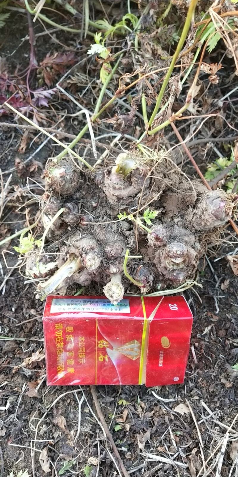川芎大货