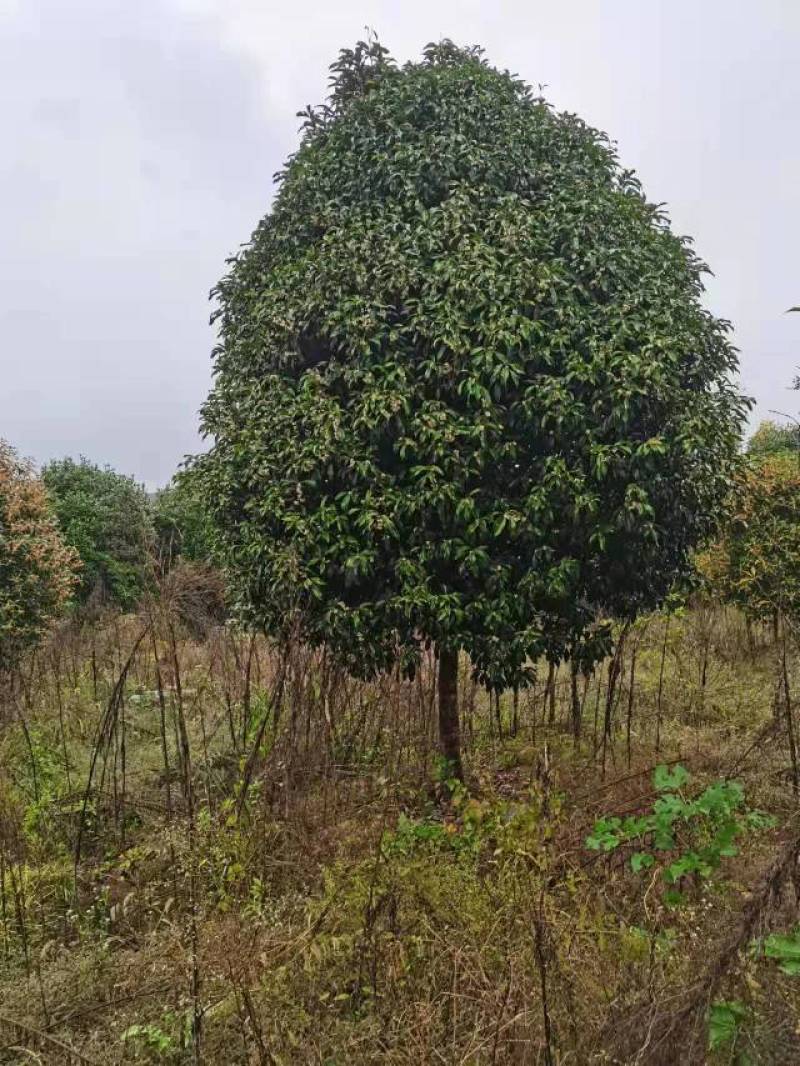 精品金桂桂花18-20公分，高4米，冠4米，