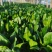 安阳大量上市大叶菠菜，品质高价格优，诚信代办