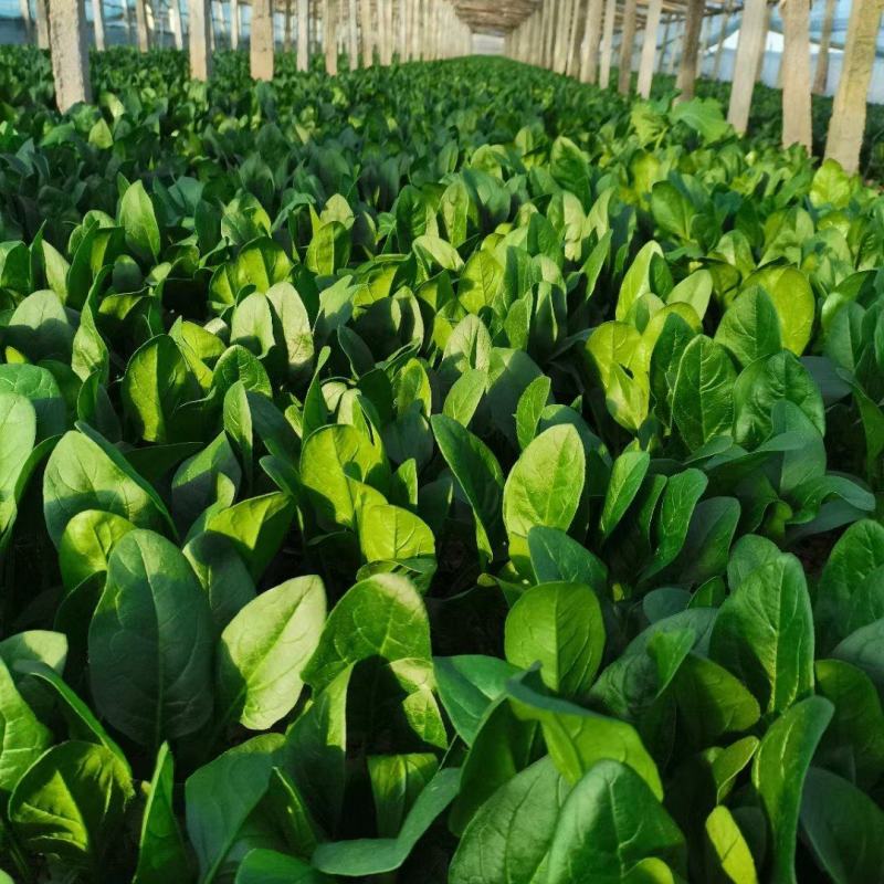 安阳大量上市大叶菠菜，品质高价格优，诚信代办