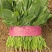 安阳大量上市大叶菠菜，品质高价格优，诚信代办