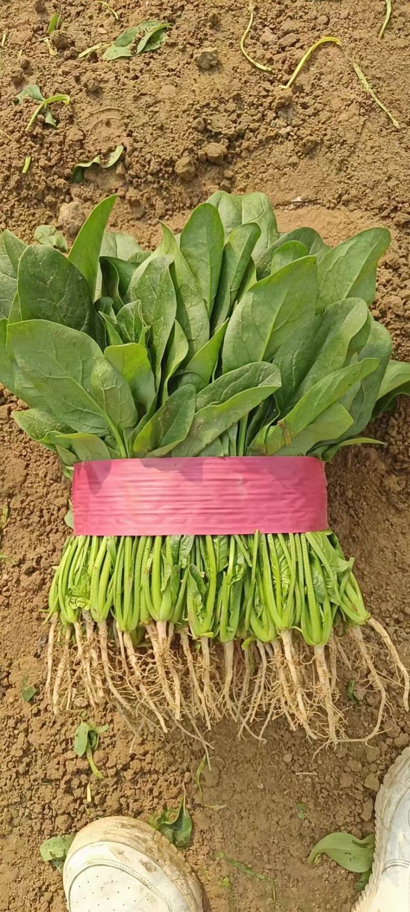 安阳大量上市大叶菠菜，品质高价格优，诚信代办