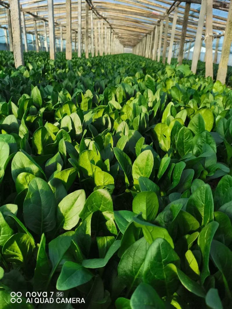 安阳大量上市大叶菠菜，品质高价格优，诚信代办