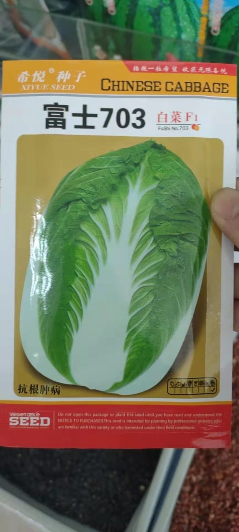 白心早熟白菜种子大白菜种子55天白菜种子健春白菜种子