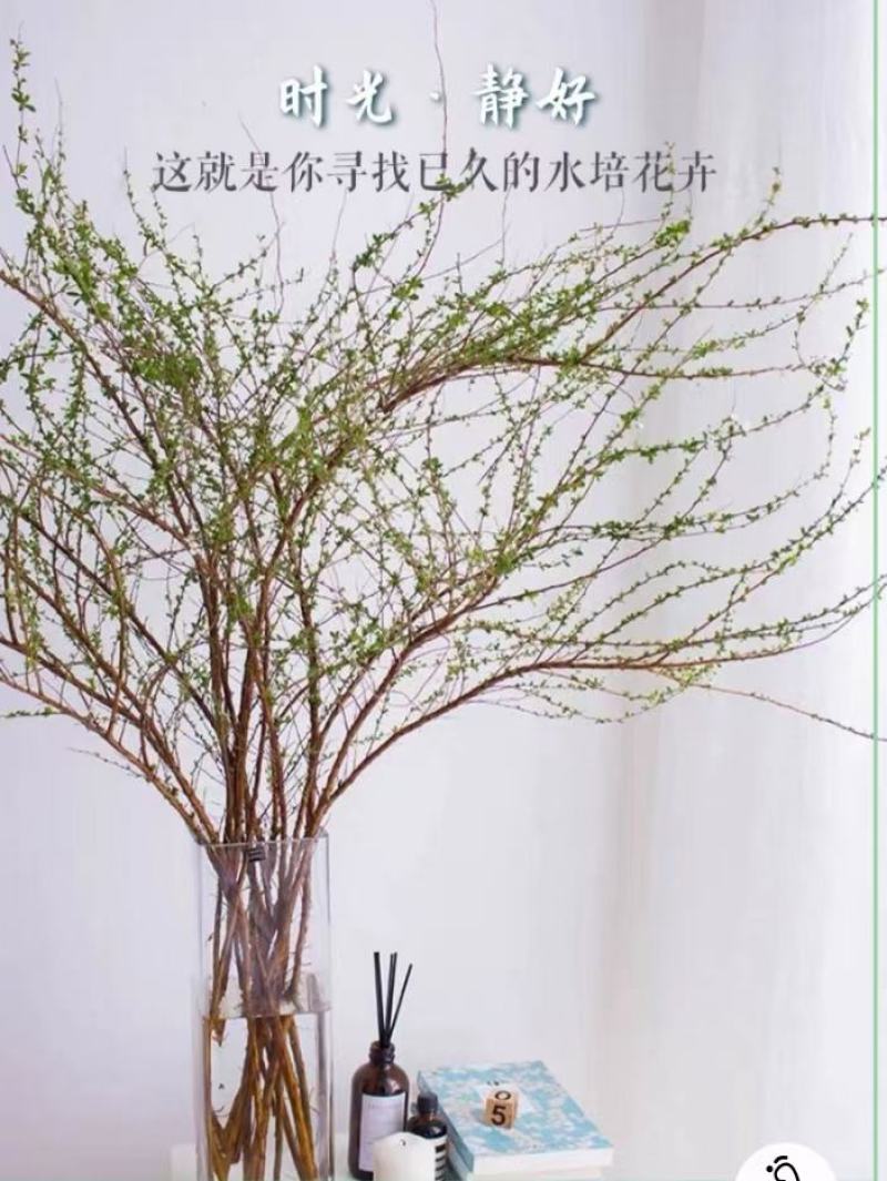 鲜切花，珍珠绣线菊，雪柳喷雪花，珍珠绣线菊播种小苗，绿篱