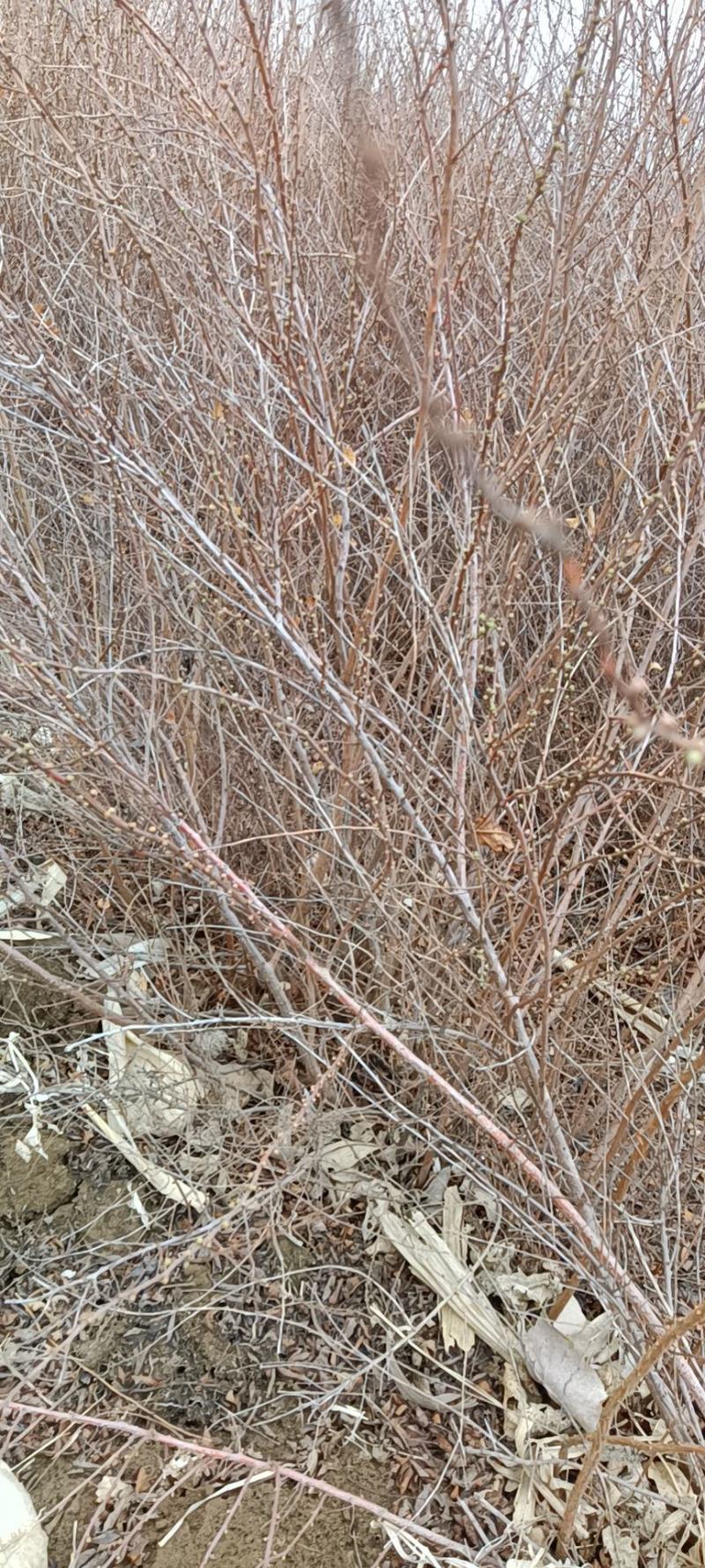 鲜切花，珍珠绣线菊，雪柳喷雪花，珍珠绣线菊播种小苗，绿篱