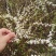 鲜切花，珍珠绣线菊，雪柳喷雪花，珍珠绣线菊播种小苗，绿篱