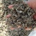 中药材高山溪黄茶野生新货莓茶藤茶溪黄草茶叶苦甘露茶