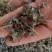 中药材高山溪黄茶野生新货莓茶藤茶溪黄草茶叶苦甘露茶