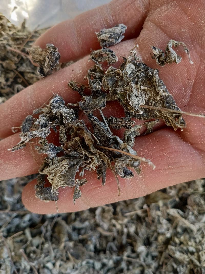 中药材高山溪黄茶野生新货莓茶藤茶溪黄草茶叶苦甘露茶