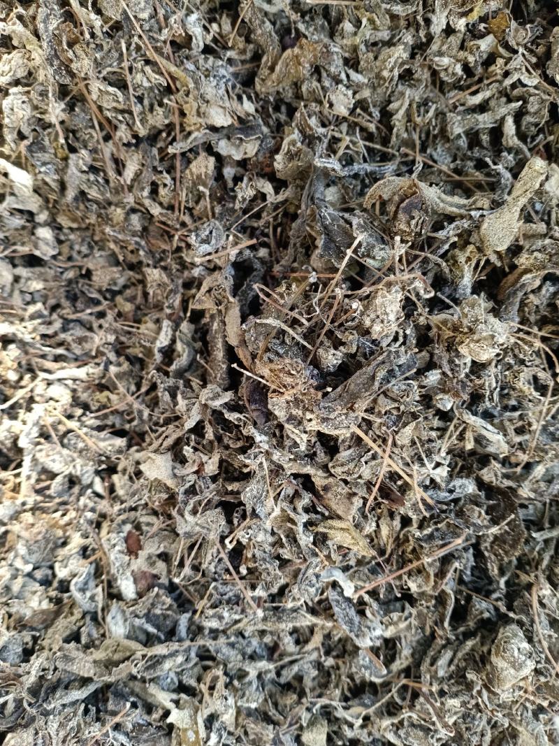 中药材高山溪黄茶野生新货莓茶藤茶溪黄草茶叶苦甘露茶