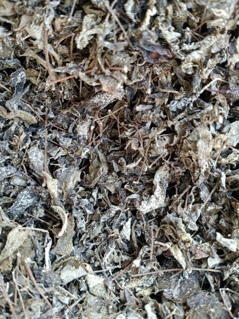中药材高山溪黄茶野生新货莓茶藤茶溪黄草茶叶苦甘露茶