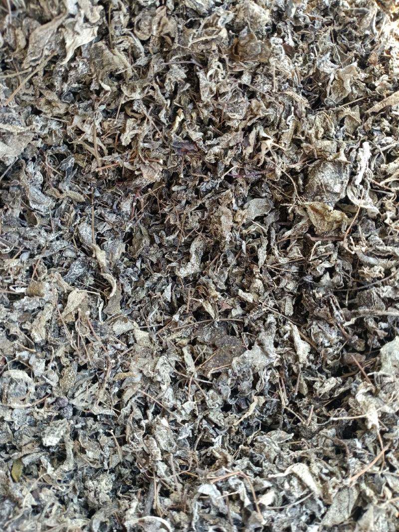 中药材高山溪黄茶野生新货莓茶藤茶溪黄草茶叶苦甘露茶