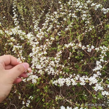 鲜切花，珍珠绣线菊，雪柳喷雪花，珍珠绣线菊播种小苗，绿篱