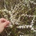 鲜切花，珍珠绣线菊，雪柳喷雪花，珍珠绣线菊播种小苗，绿篱