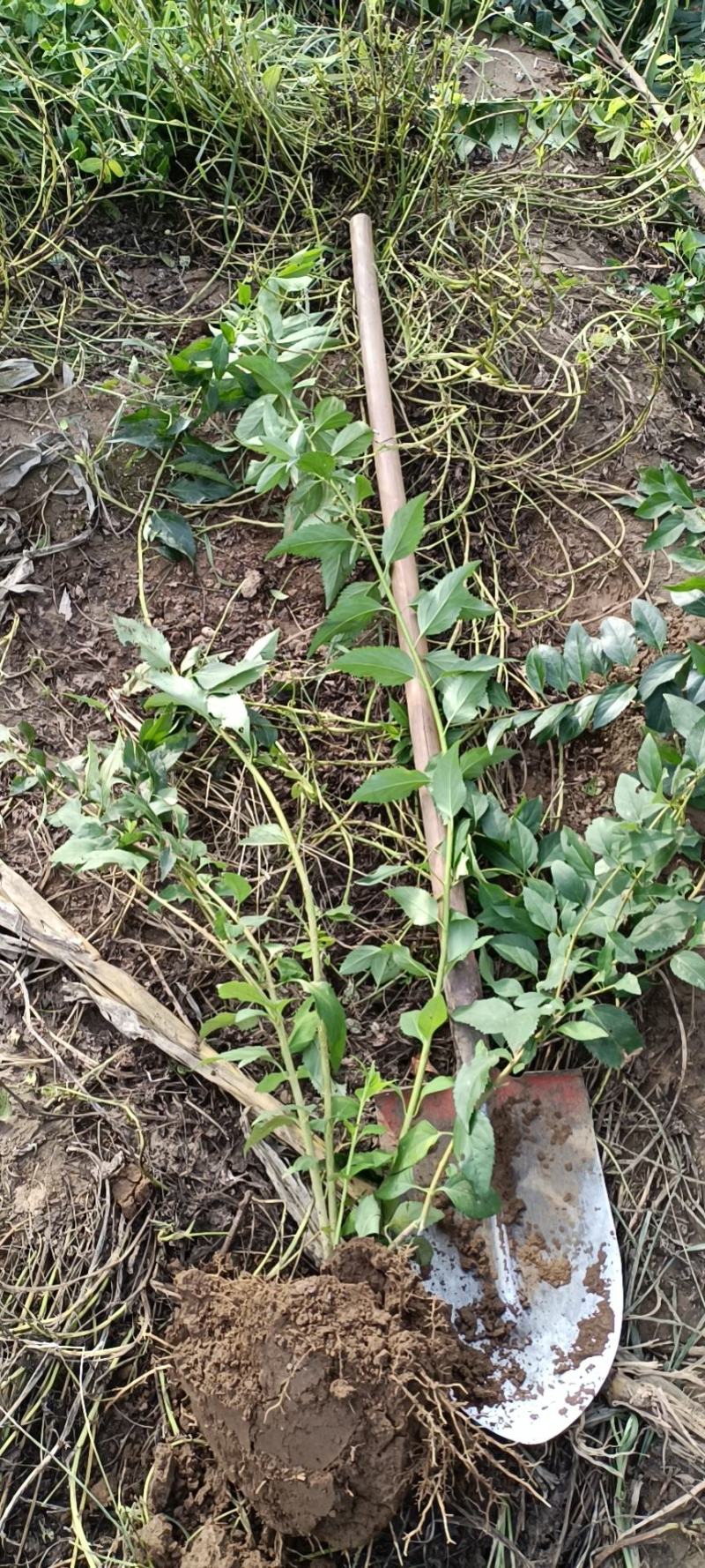 大量出售各种苗木花卉，品种多规格全，欢迎各地老板来采购。