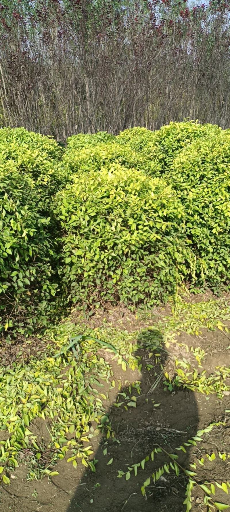 大量出售各种苗木花卉，品种多规格全，欢迎各地老板来采购。