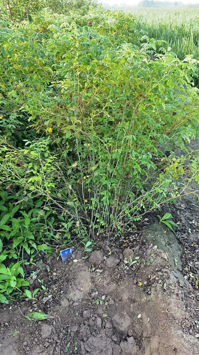 大量出售各种苗木花卉，品种多规格全，欢迎各地老板来采购。