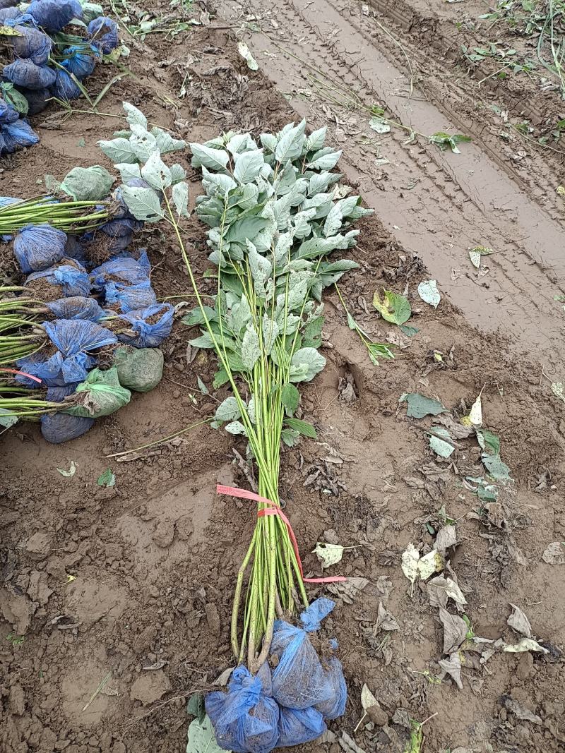 大量出售各种苗木花卉，品种多规格全，欢迎各地老板来采购。