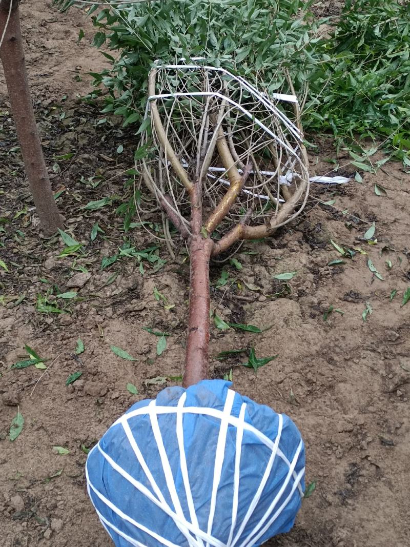 大量出售各种苗木花卉，品种多规格全，欢迎各地老板来采购。