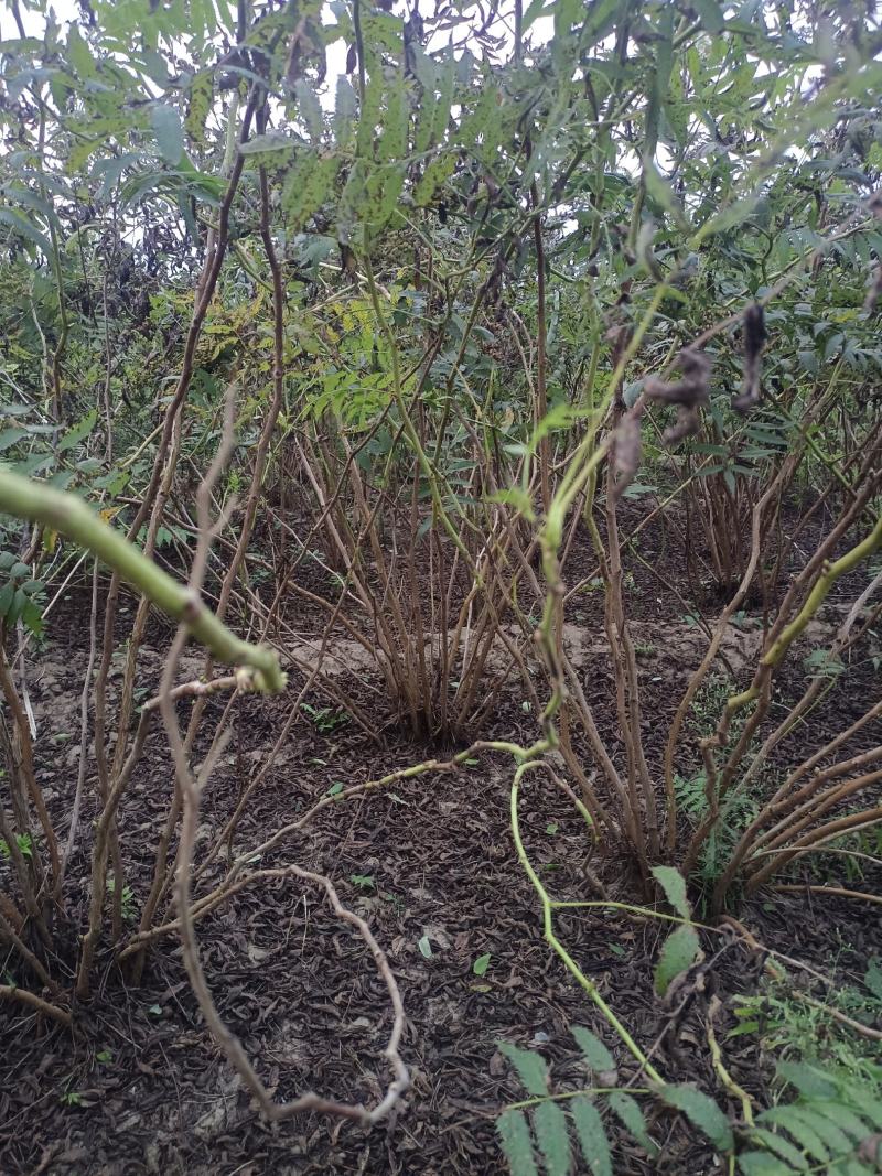 大量出售各种苗木花卉，品种多规格全，欢迎各地老板来采购。