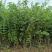 大量出售各种苗木花卉，品种多规格全，欢迎各地老板来采购。