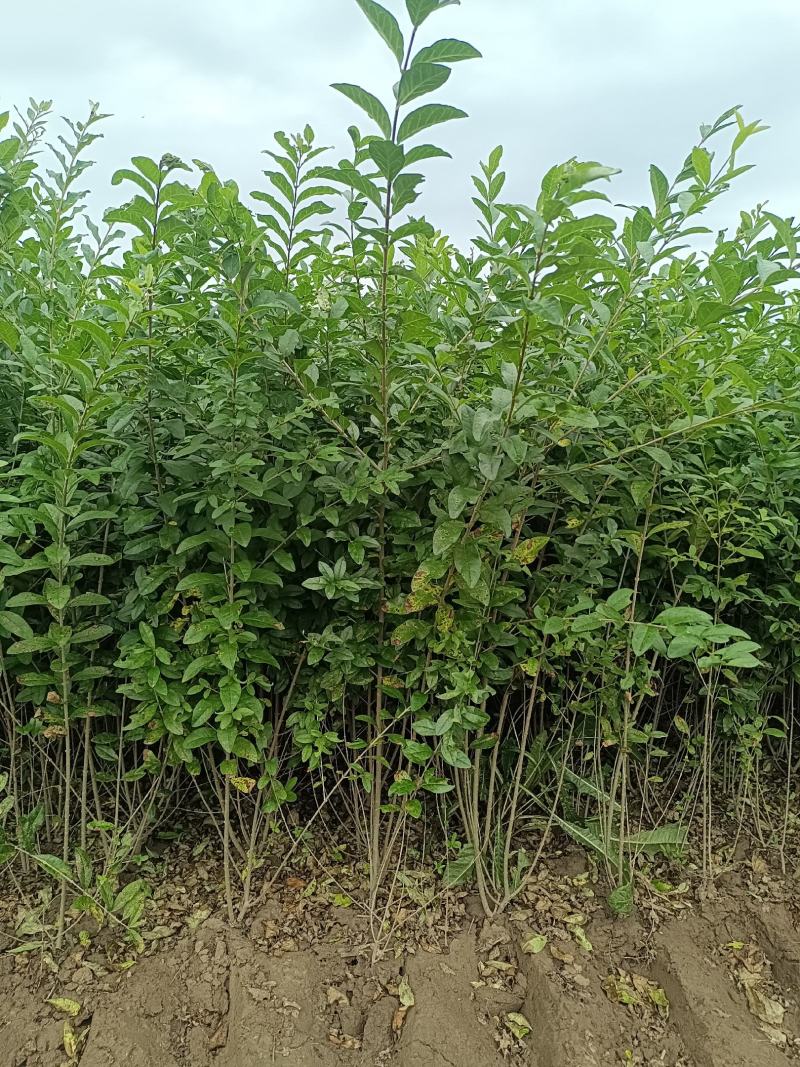 大量出售各种苗木花卉，品种多规格全，欢迎各地老板来采购。