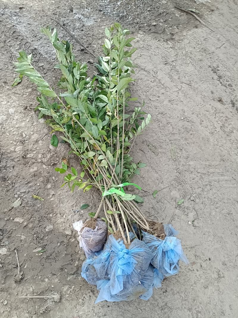 大量出售各种苗木花卉，品种多规格全，欢迎各地老板来采购。