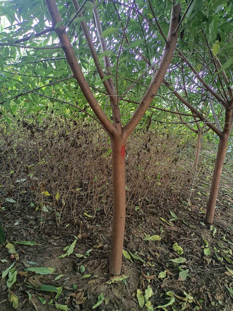 大量出售各种苗木花卉，品种多规格全，欢迎各地老板来采购。