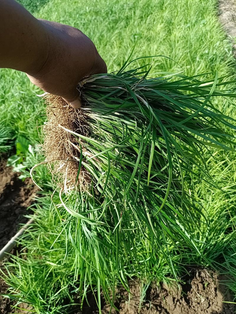 大量出售各种苗木花卉，品种多规格全，欢迎各地老板来采购。