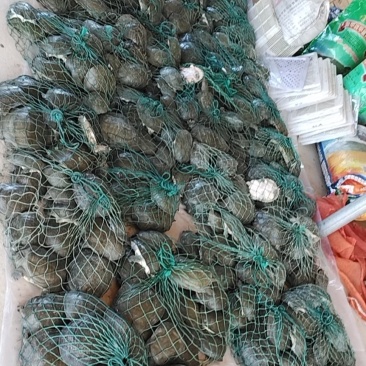 鳖外塘10年老甲鱼保质可视频看货欢迎致电合作