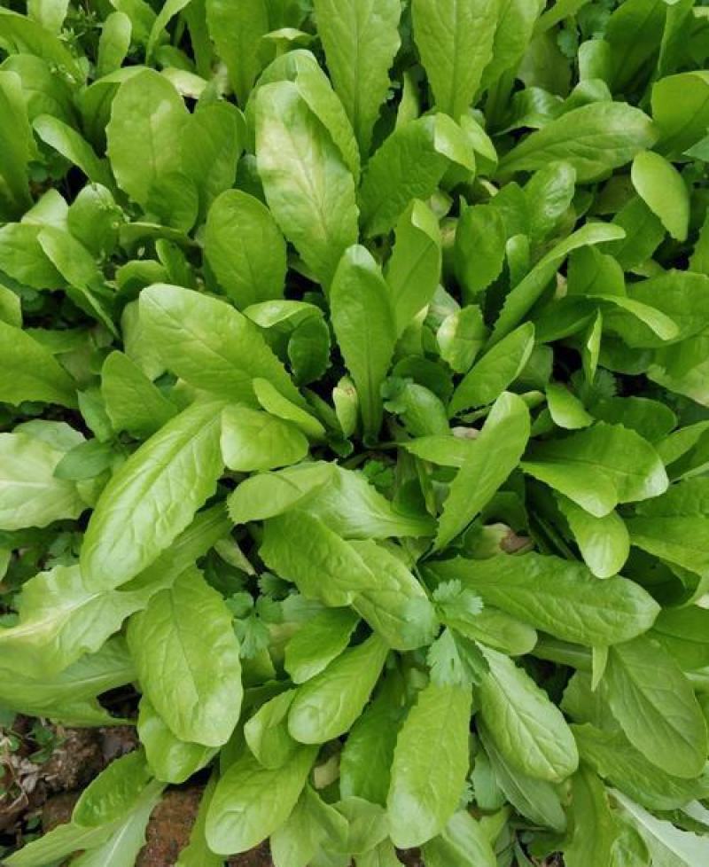 甜脆油麦菜种子清香油麦菜种子四季播种盆栽庭院有机蔬菜种子