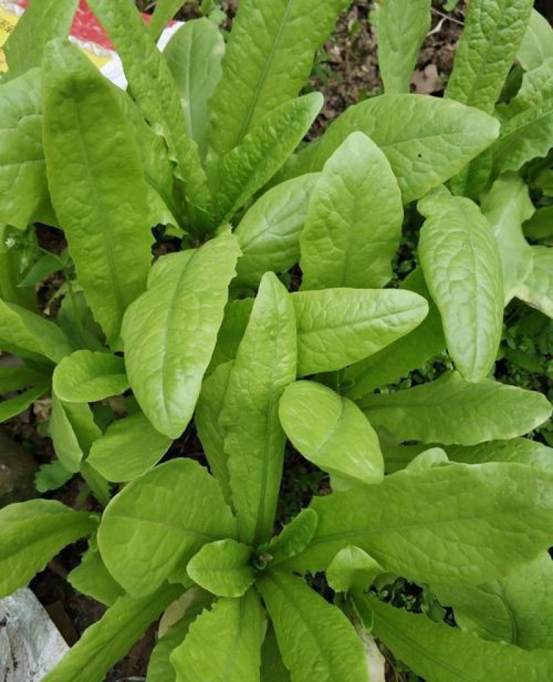 甜脆油麦菜种子清香油麦菜种子四季播种盆栽庭院有机蔬菜种子