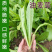 甜脆油麦菜种子清香油麦菜种子四季播种盆栽庭院有机蔬菜种子