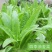 甜脆油麦菜种子清香油麦菜种子四季播种盆栽庭院有机蔬菜种子
