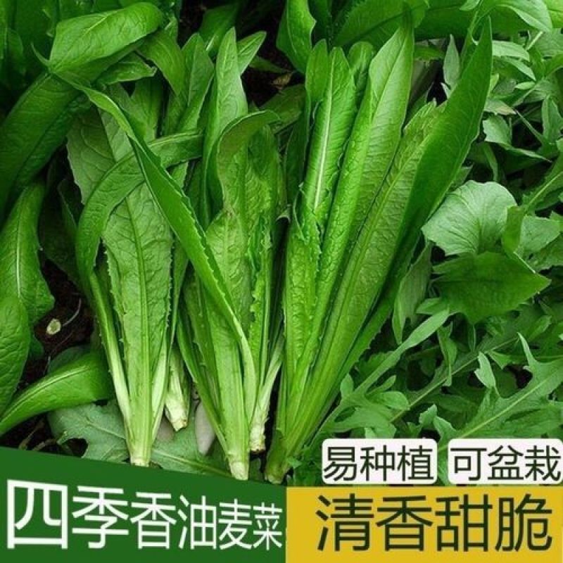 甜脆油麦菜种子清香油麦菜种子四季播种盆栽庭院有机蔬菜种子