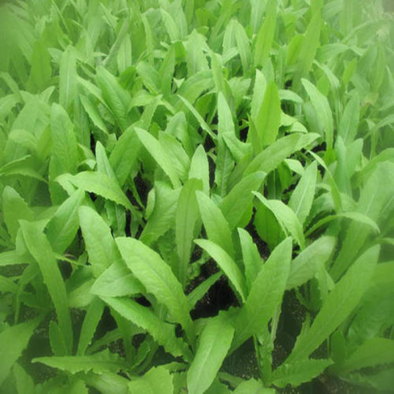 甜脆油麦菜种子清香油麦菜种子四季播种盆栽庭院有机蔬菜种子
