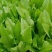 甜脆油麦菜种子清香油麦菜种子四季播种盆栽庭院有机蔬菜种子