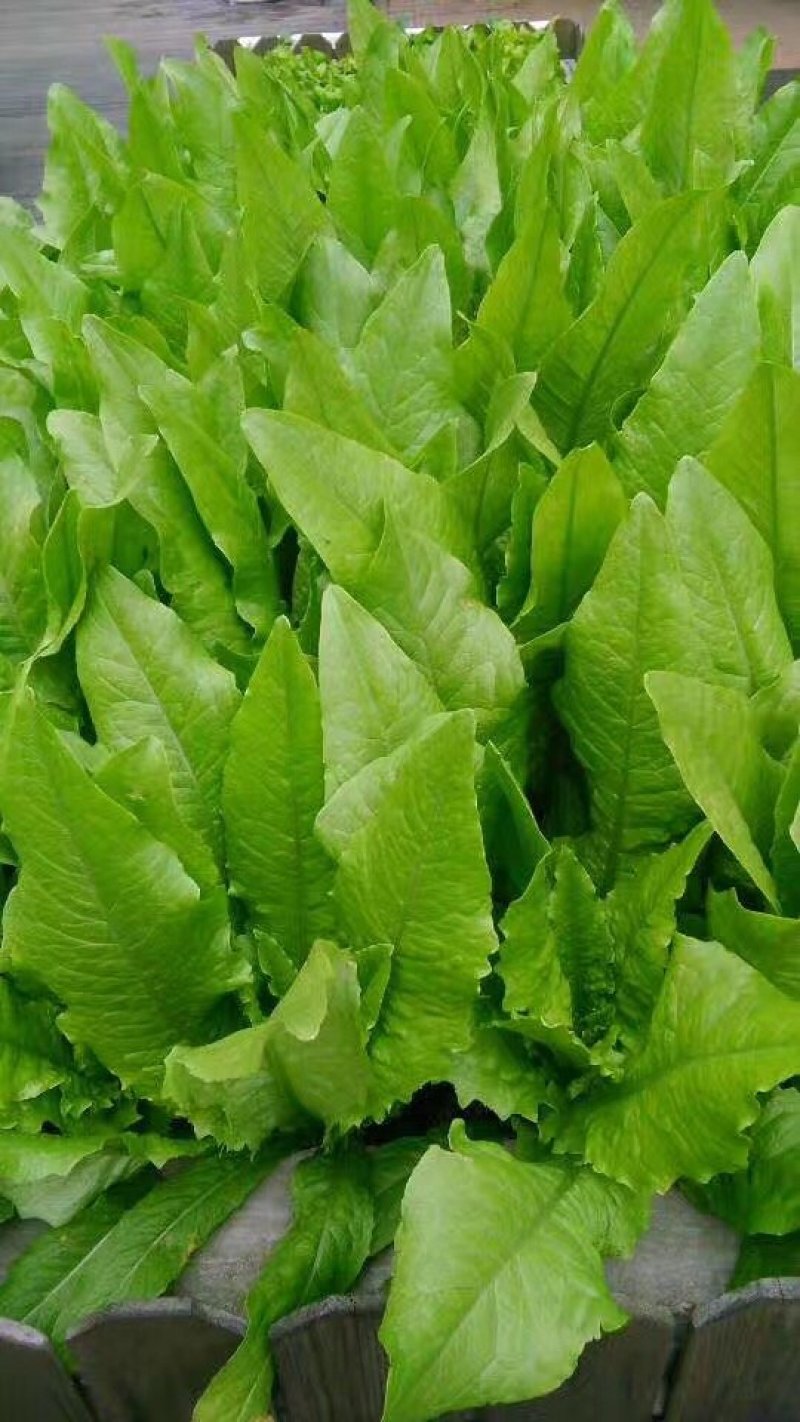甜脆油麦菜种子清香油麦菜种子四季播种盆栽庭院有机蔬菜种子