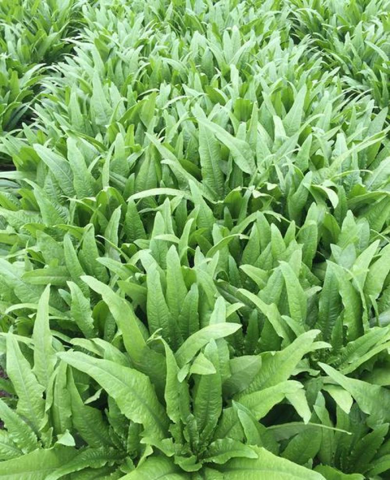 甜脆油麦菜种子清香油麦菜种子四季播种盆栽庭院有机蔬菜种子