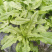 甜脆油麦菜种子清香油麦菜种子四季播种盆栽庭院有机蔬菜种子
