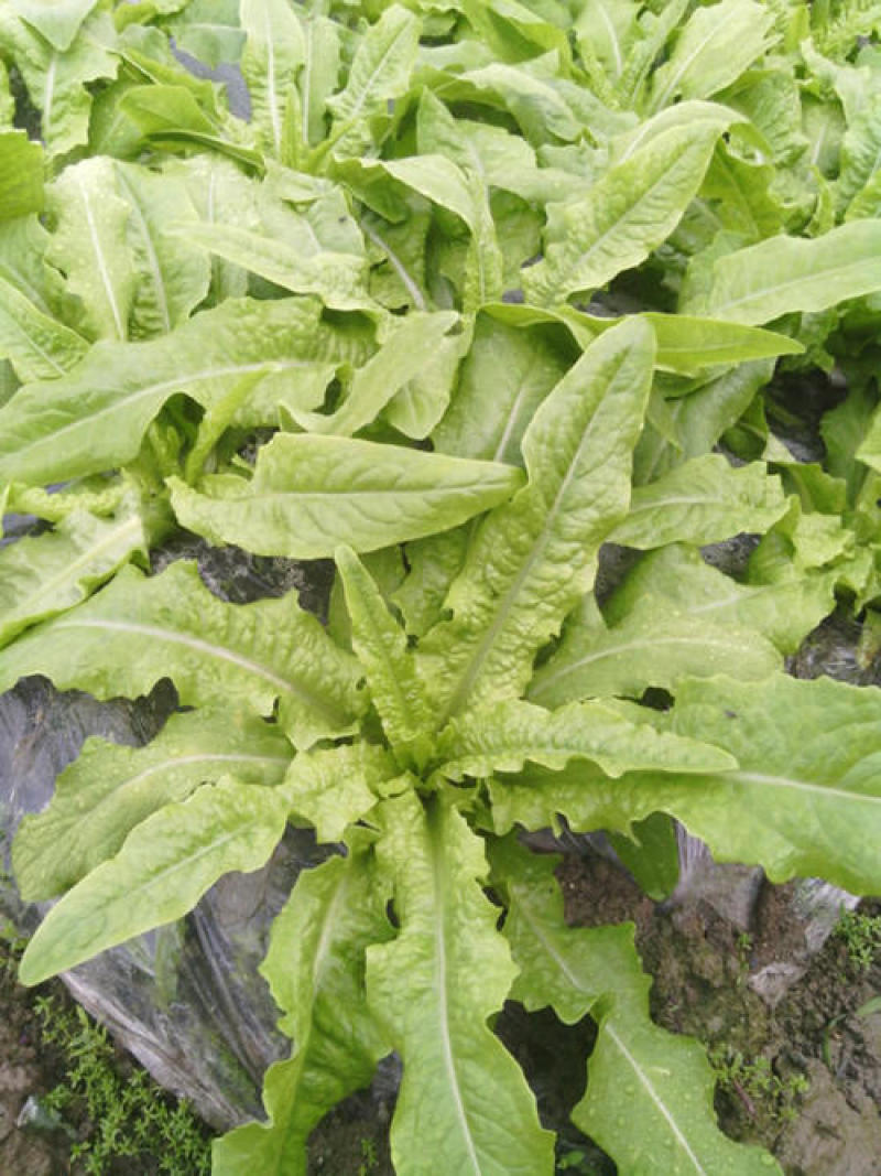 甜脆油麦菜种子清香油麦菜种子四季播种盆栽庭院有机蔬菜种子